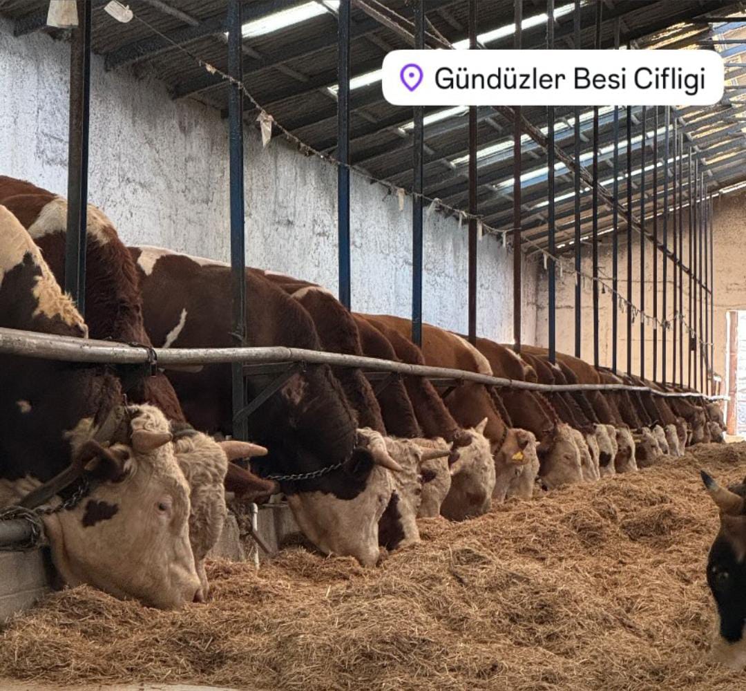 Gündüzler Besi Çiftliği